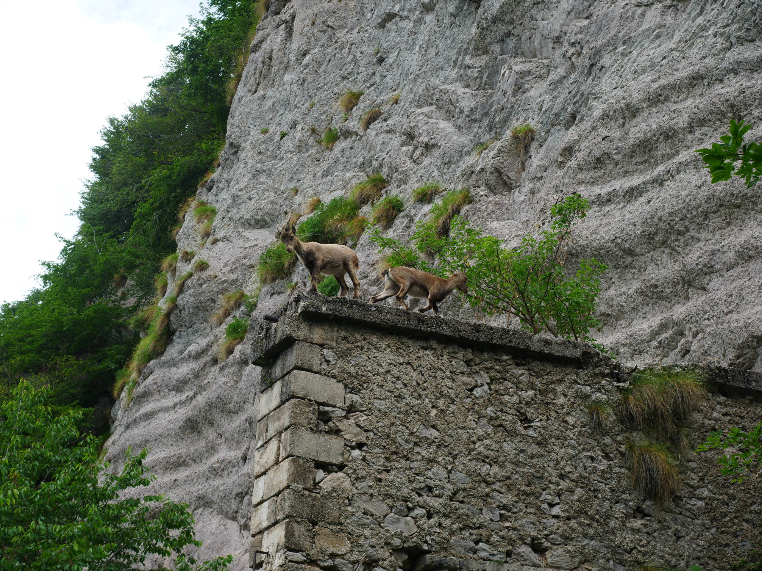Stambecchi alle Cave di Ceppe